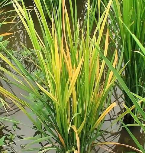 Daun padi menguning